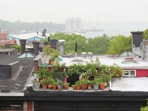 Tiny Gardens: 66 Square Feet for Alpine Strawberries in NYC