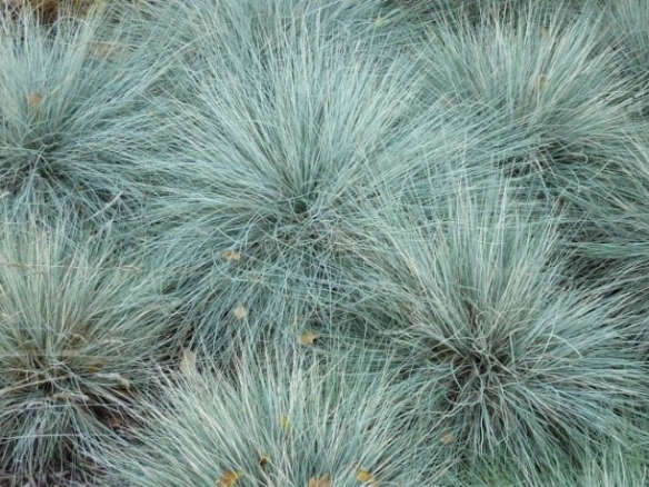 Elijah Blue Fescue Ornamental Grass