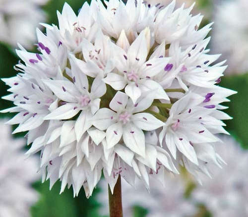 Graceful Allium