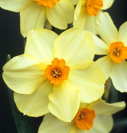 Admiration Daffodils