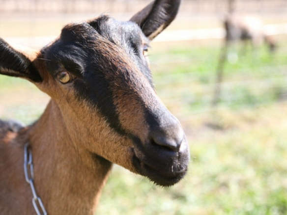 From Goat to Table: Harley Farms on the California Coast
