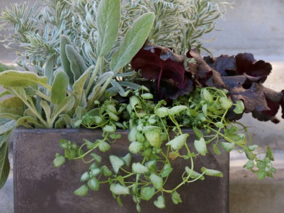 Container of the Month: New Life for Old Plants