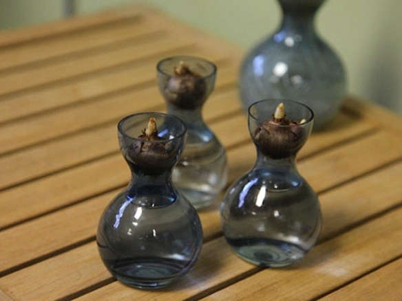 Crocus Bulb Vase