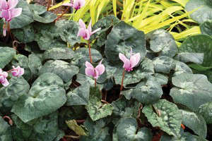 Cyclamen hederifolium ‘Sweetheart Sensation’