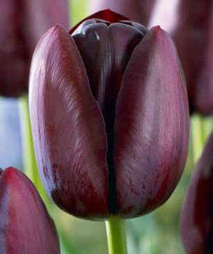 Tulipa Single Late ‘Queen of Night’
