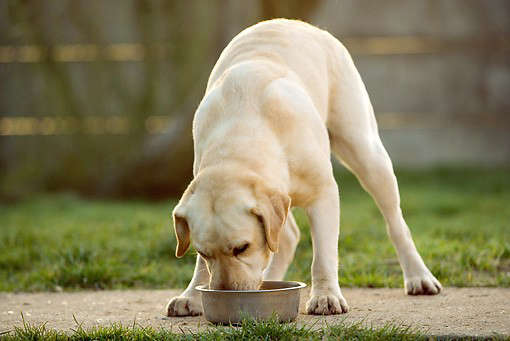 10 Easy Pieces: Dog Food Bowls