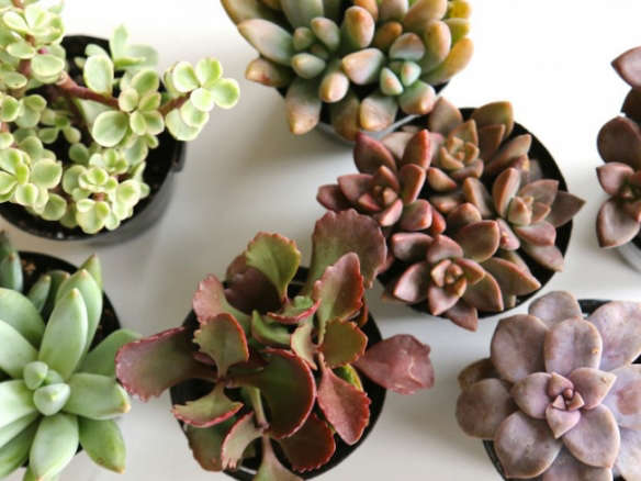 DIY Succulents: Tabletop Arrangement for Under $20