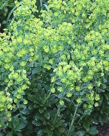 Euphorbia robbiae (Robb’s Spurge)