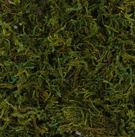 Green Dried Preserved Moss