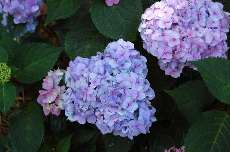 Size Container Endless Summer Collection Reblooming Hydrangea Endless Summer BloomStruck RB purple Shrub Hydrangea mac #3 