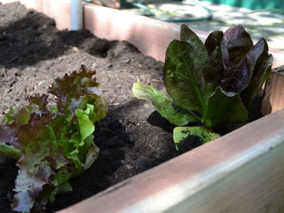 DIY: Simple Tips for Growing Your Own Vegetable Garden