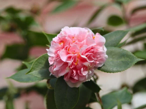 The Cult of the Wild Camellia