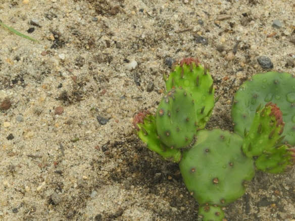 Eastern Prickly Pear Cactus