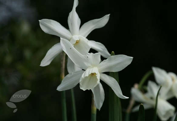 Narcissus triandrus seeds