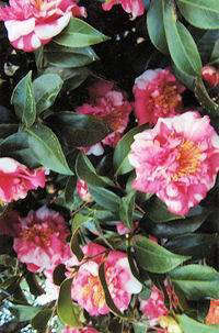 Peppermint’ Camellia japonica Shrub
