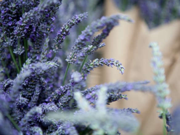 Required Reading: The Lavender Lover’s Handbook