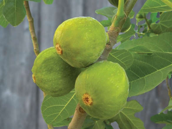 Fig Desert King