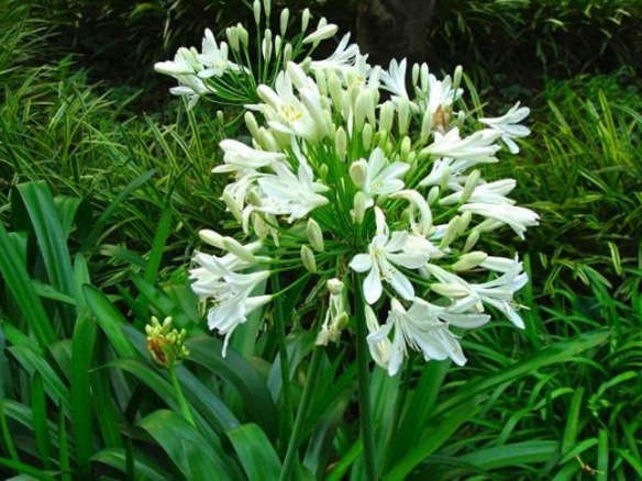 Agapanthus ‘Lily-of-the-Nile’