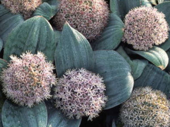 Allium – karataviense