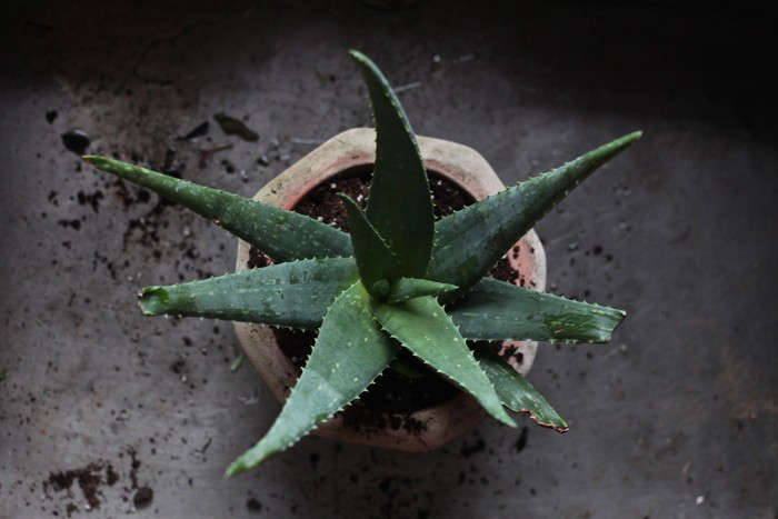 Established plants Free post Aloe barbadensis X 3 Rooted ALOE VERA MEDICINAL