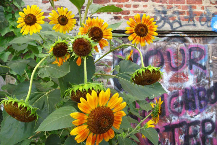 apartment-garden-ideas-to-steal-graffiti-flowers-marie-viljoen-gardenista