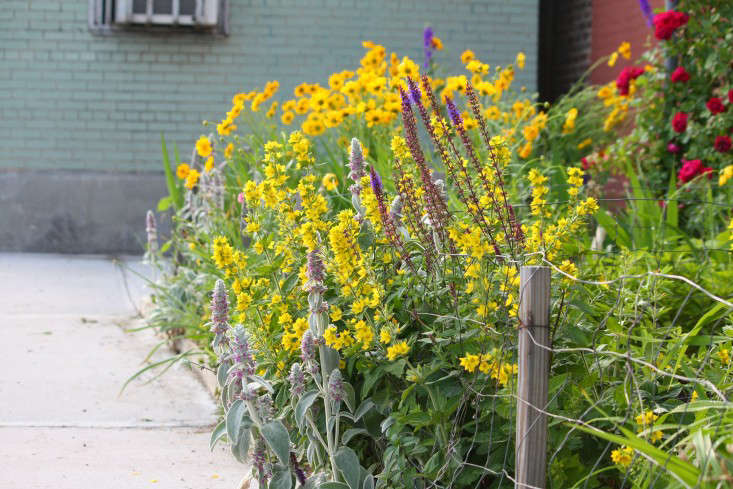 apartment-garden-ideas-to-steal-sidewalk-perennials-marie-viljoen-gardenista