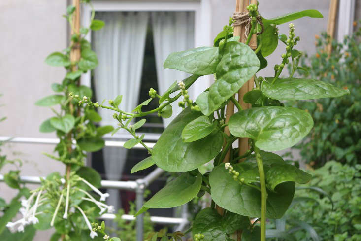 apartment-garden-ideas-to-steal-statuesque-plants-viljoen-gardenista