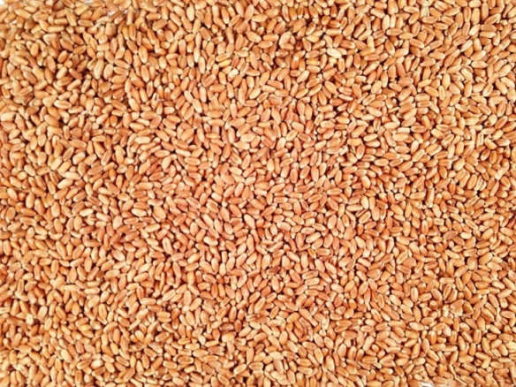 Organic Hard Red Wheat