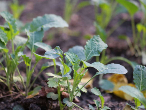 Dino Kale Organic Seeds