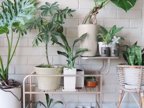 You Pinned It, We ID It: A Stylish Collection of Houseplants