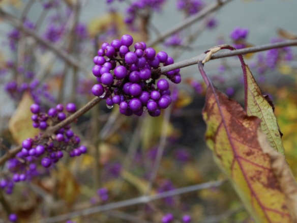Callicarpa  Purple Beautyberry