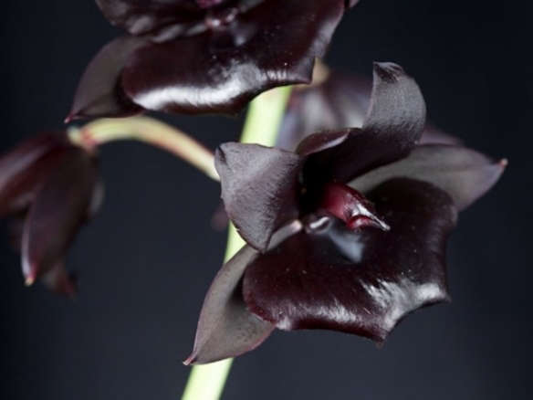 In Search of a Scent: The Black Orchid