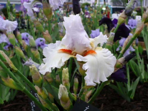 Nordica (Rebloomer) Iris