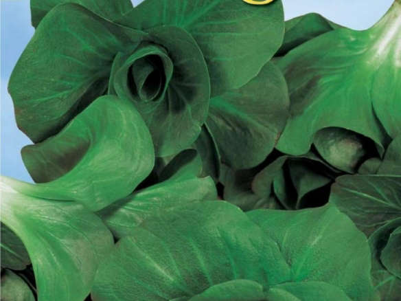 Chicory Grumolo Verde