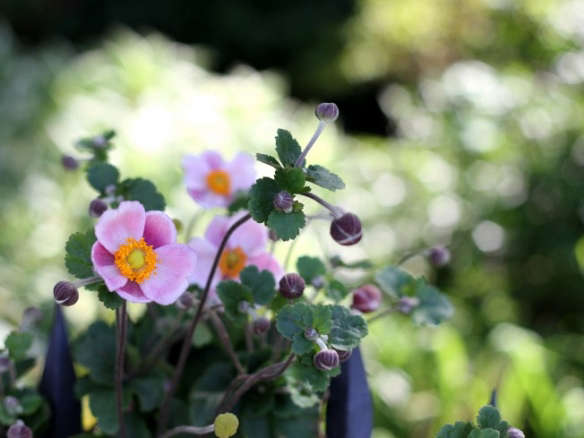 Fall-Blooming Anemones for Autumn Color