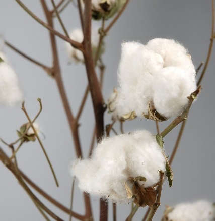 Cotton Branches with Raw Cotton Bolls