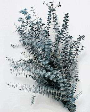 Preserved Eucalyptus Branches – Blue