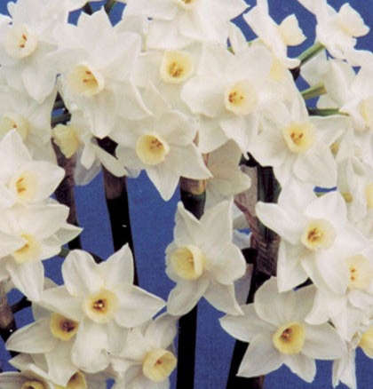 Early Pearl Daffodils