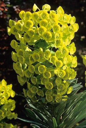 Euphorbia characias subsp. wulfenii Plant
