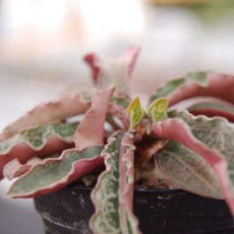 Euphorbia francoisii crassicaulis rubra