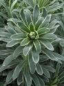 Glacier Blue Euphorbia