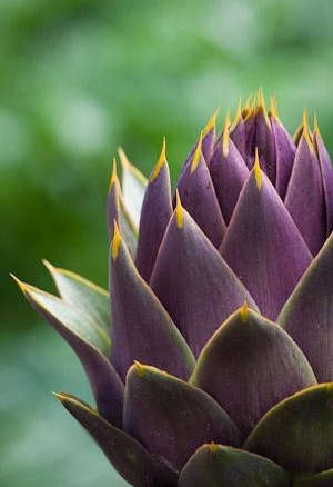 Artichoke ‘Violet de Provence’