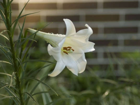 Formosa Lily (L. formosanum)