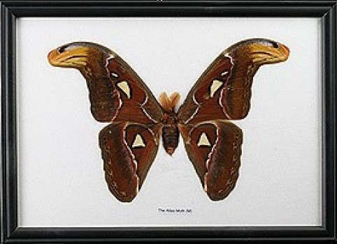 Framed Moth