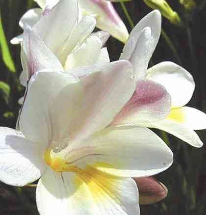 Antique Freesia Daffodils