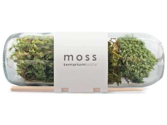 Moss Bottle Terrarium Kit