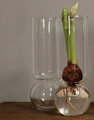 Bulb Vase: Extra Tall