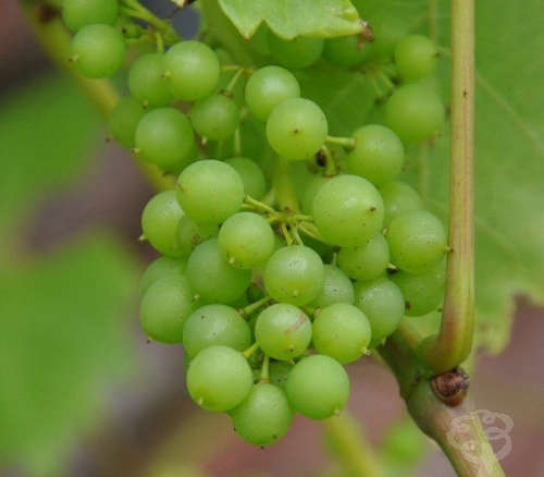 White Grape Vine Gift – Lakemont Variety