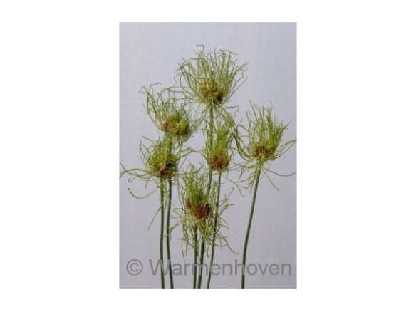 Allium ‘Hair’ Bulbs