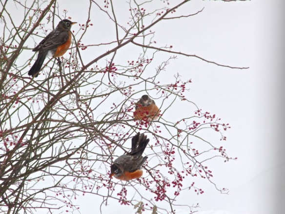 A Winter Berry Garden to Feed Birds